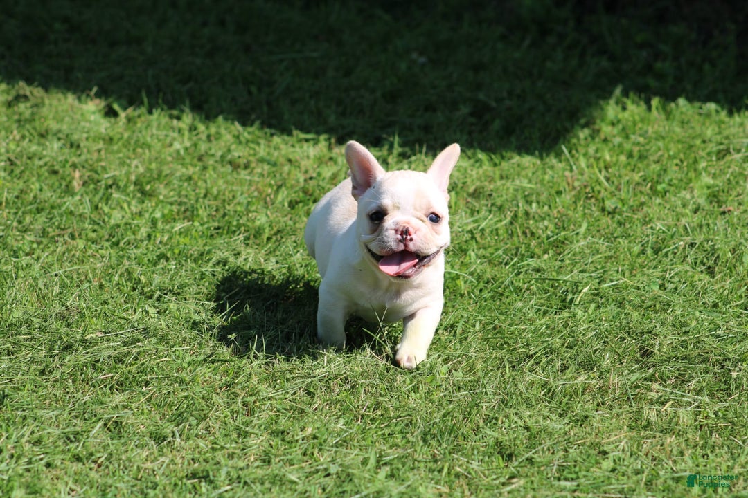 French Bulldog dogs for sale: Melanie - Image 13