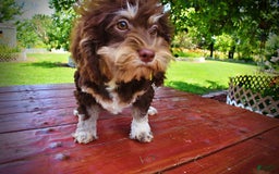 Havapoo dogs for sale: Roxy - Image 9