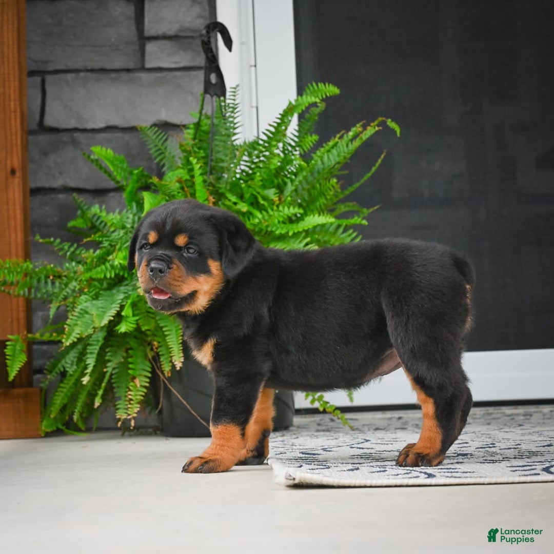 Rottweiler dogs for sale: Clair Bear - Image 18