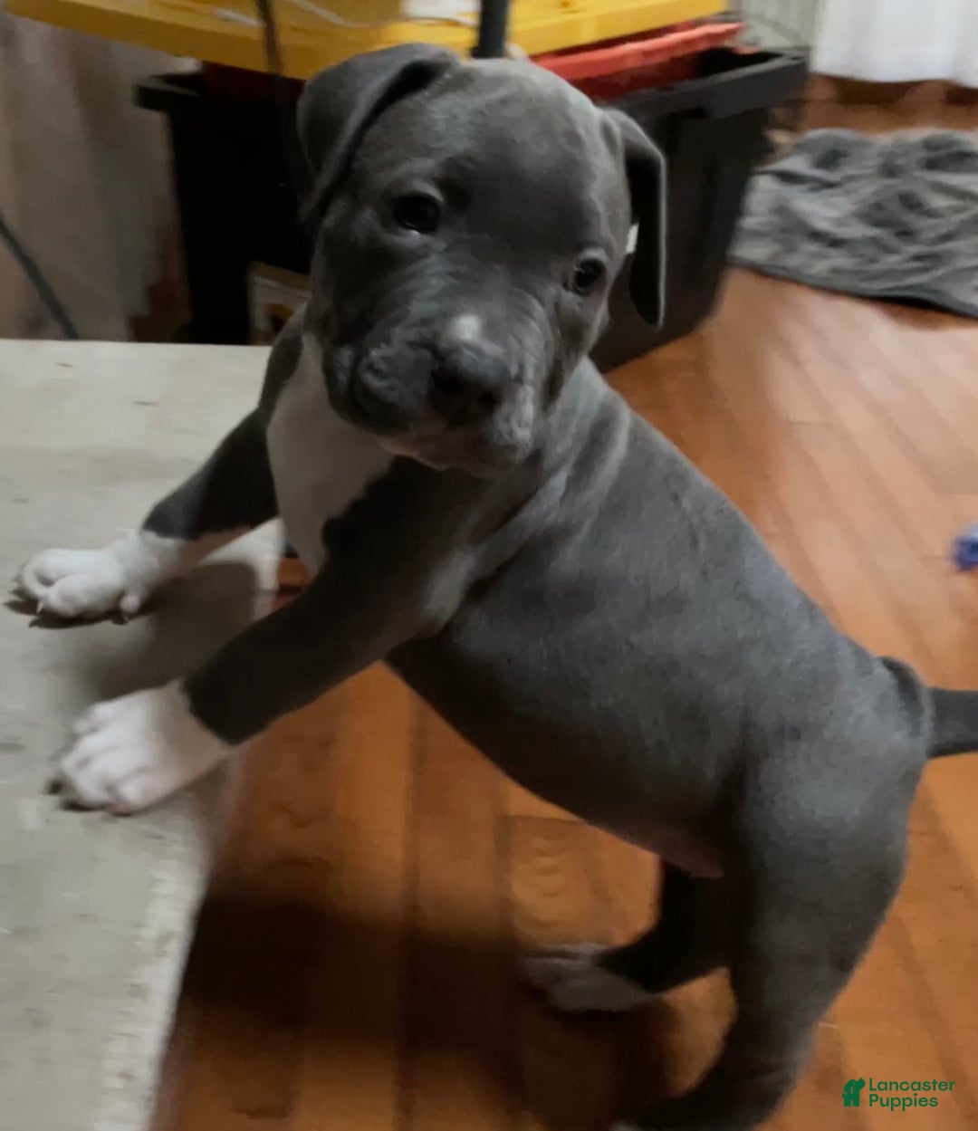 American Bully dogs for sale: Boss Baby - Image 6
