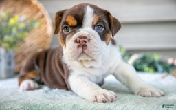 Beabull dogs for sale: Sierra - Image 2