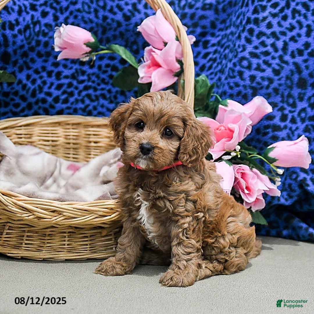 Cavapoo dogs for sale: Buttercup - Image 1