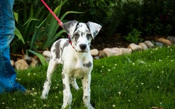 Great Dane dogs for sale: Electra - Image 14