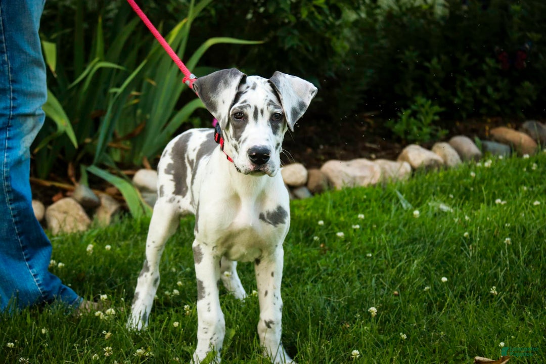 Great Dane dogs for sale: Electra - Image 14