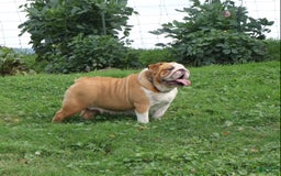English Bulldog dogs for sale: Wiggles - Image 1
