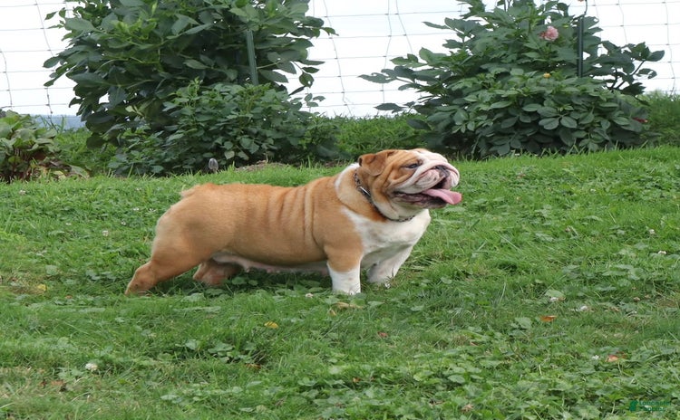 English Bulldog dogs for sale - Ad 1