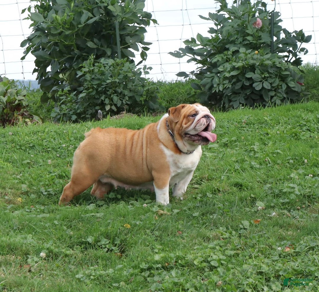 English Bulldog dogs for sale: Wiggles - Image 1