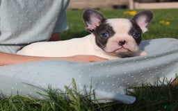 French Bulldog dogs for sale: Stiles - Image 5