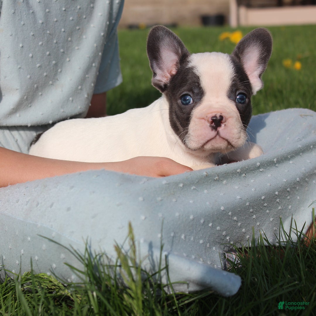 French Bulldog dogs for sale: Stiles - Image 5