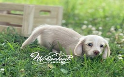 Miniature Dachshund dogs for sale: Oscar - Image 2
