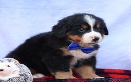 Bernese Mountain Dog dogs for sale: Seth - Image 19