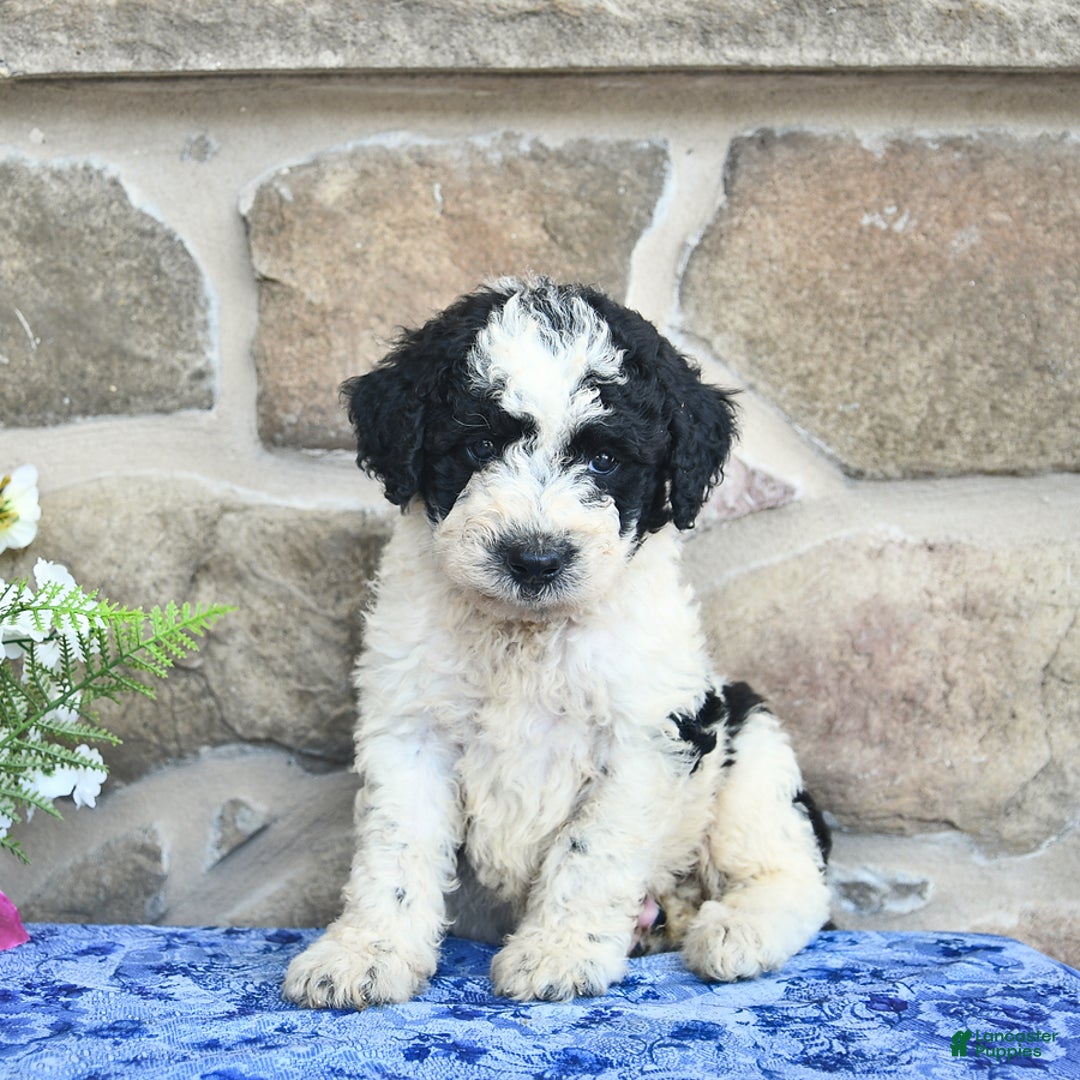 Goldendoodle dogs for sale: Samson - Image 5
