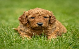 Miniature Poodle dogs for sale: Colette - Image 11