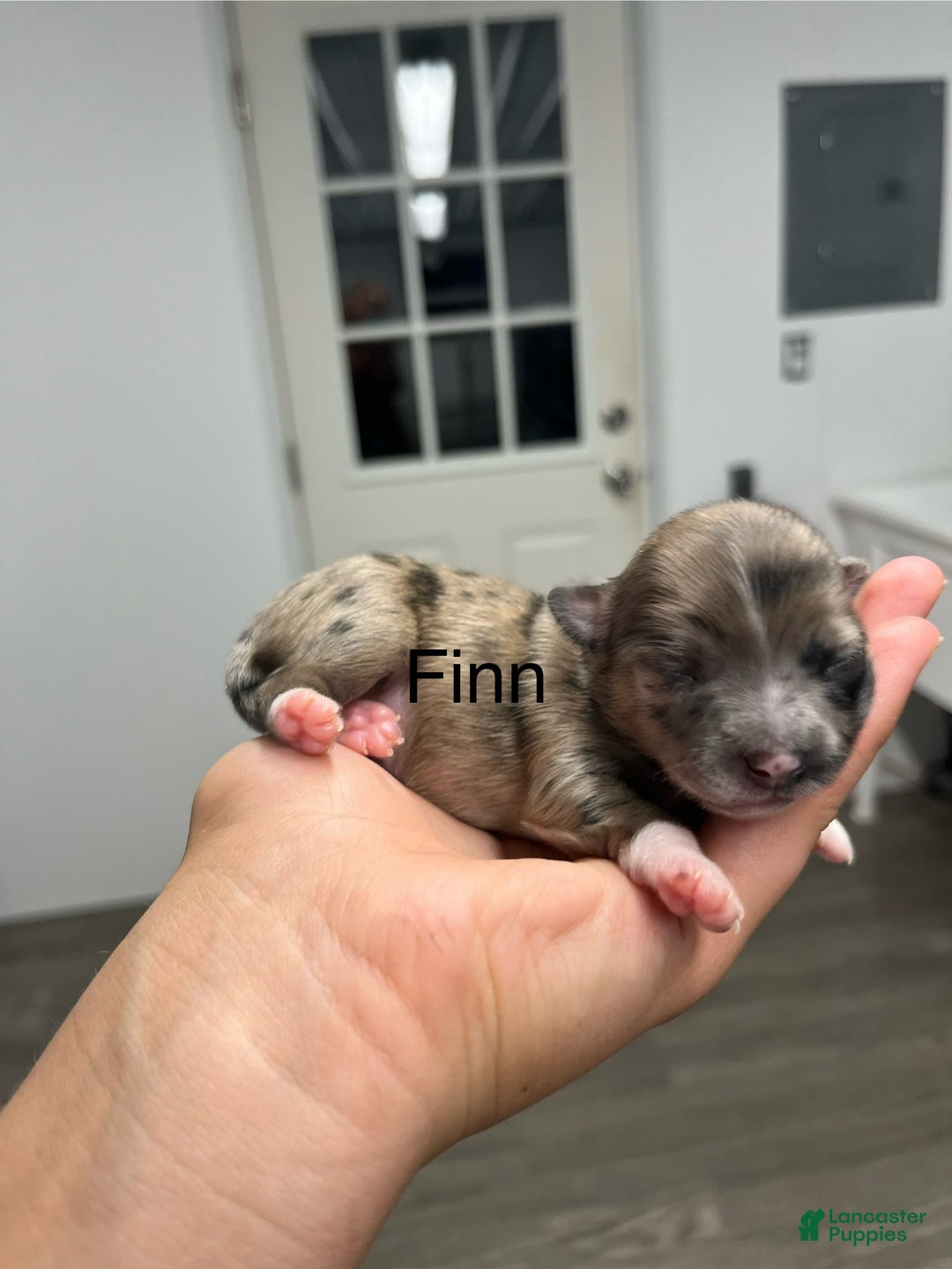 Chihuahua dogs for sale: Finn - Image 2