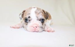French Bulldog dogs for sale: Zeus Akc - Image 16