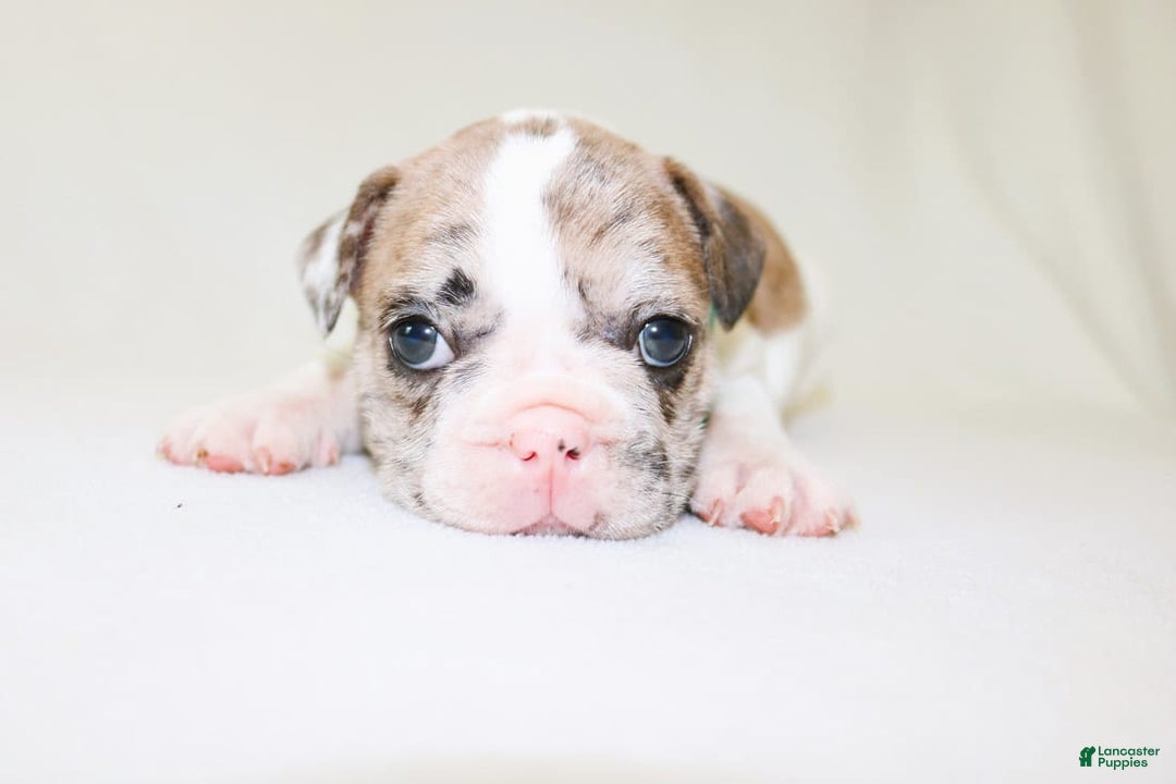 French Bulldog dogs for sale: Zeus Akc - Image 16