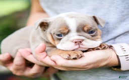English Bulldog dogs for sale: Lexie - Image 1