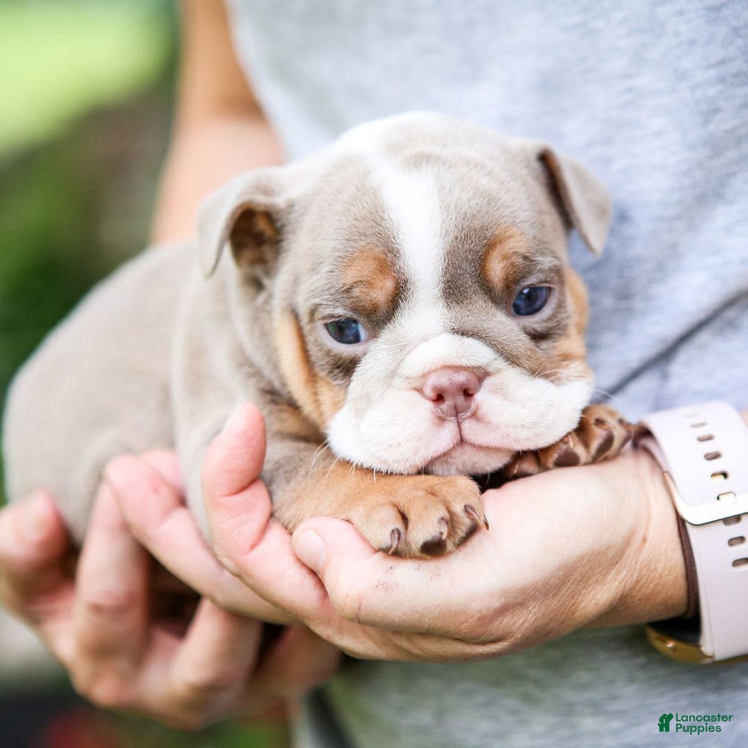 English Bulldog dogs for sale: Lexie - Image 1