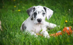 Great Dane dogs for sale: Electra - Image 9
