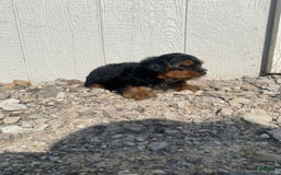 Yorkshire Terrier dogs for sale: Malcolm - Image 6
