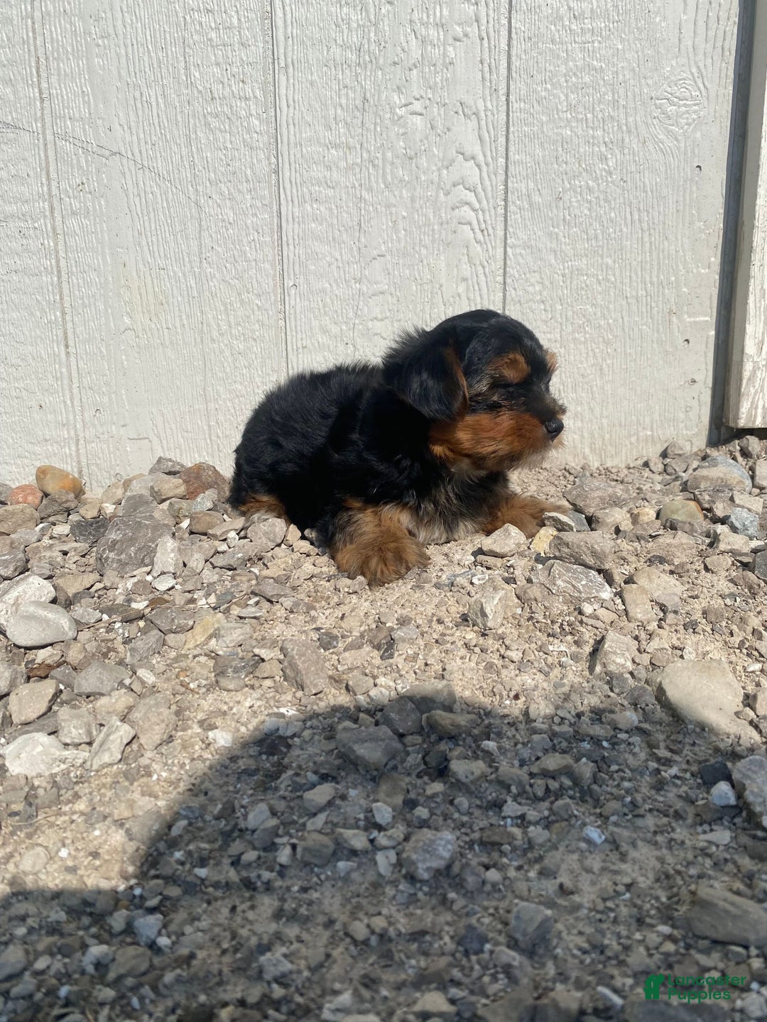 Yorkshire Terrier dogs for sale: Malcolm - Image 6