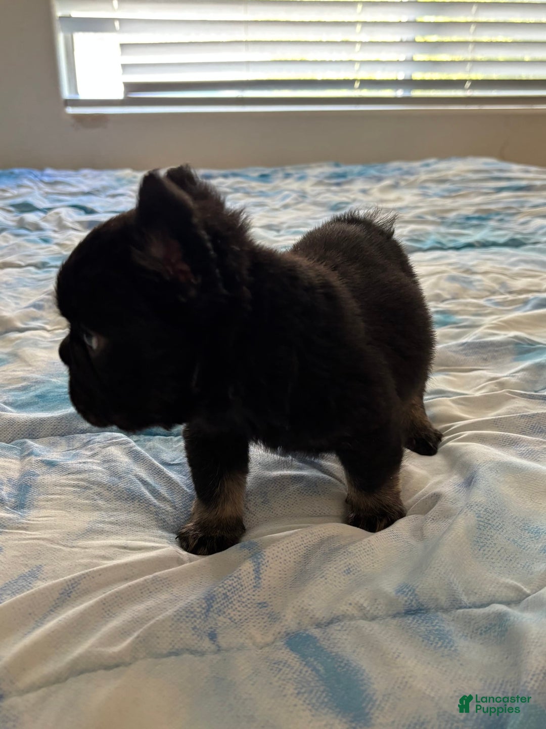 French Bulldog dogs for sale: Tank - Image 4