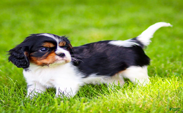 Cavalier King Charles Spaniel dogs for sale - Ad 2