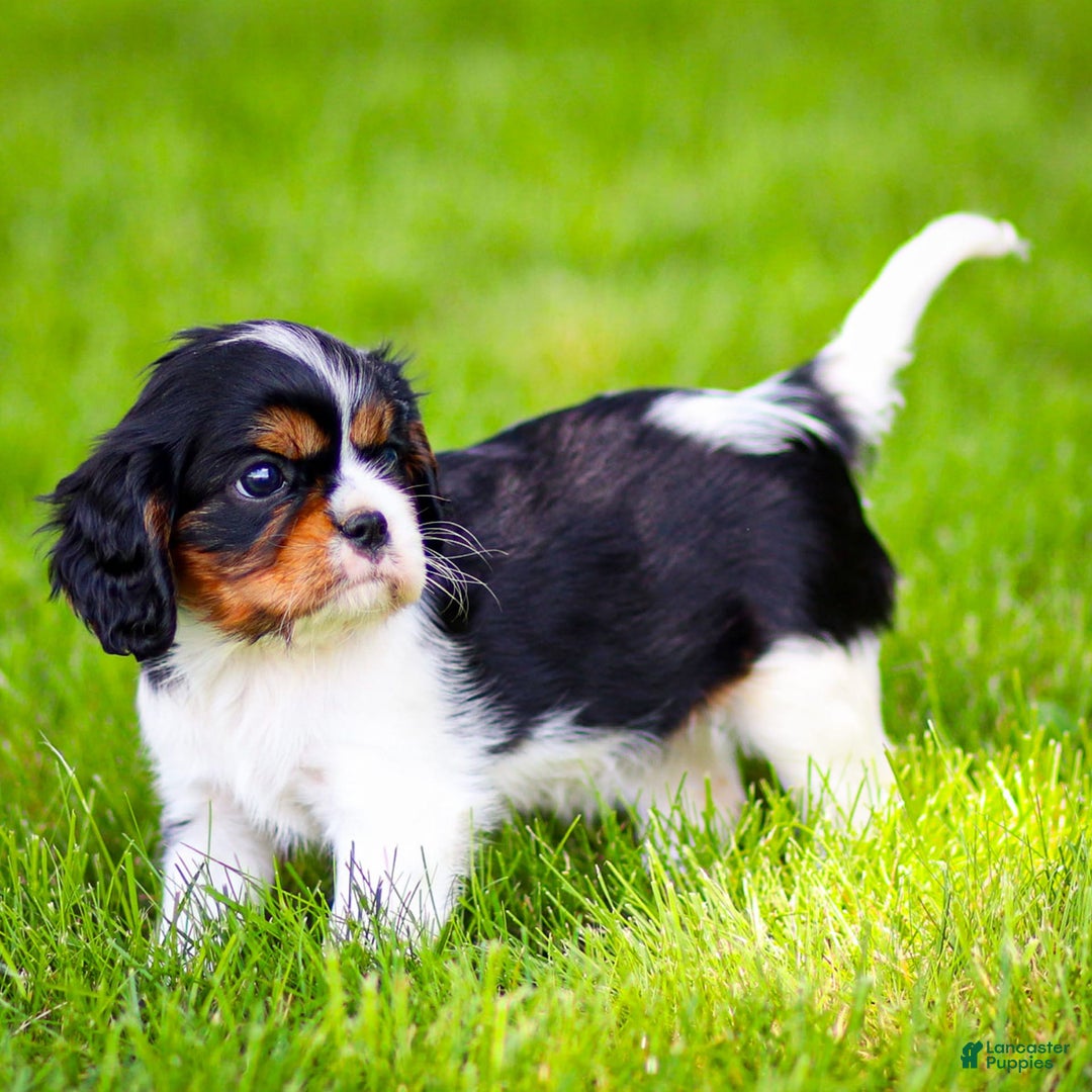 Cavalier King Charles Spaniel dogs for sale: Bailey - Image 1
