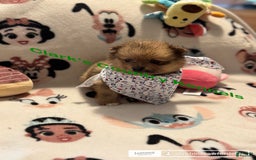 Pomeranian dogs for sale: Leo - Image 2