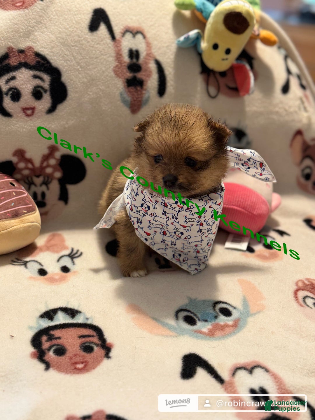 Pomeranian dogs for sale: Leo - Image 2