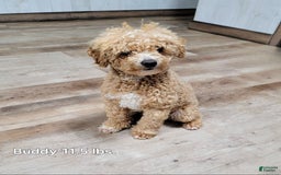 Cavapoo dogs for sale: Hugo - Image 12