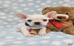 French Bulldog dogs for sale: Fido - Image 6
