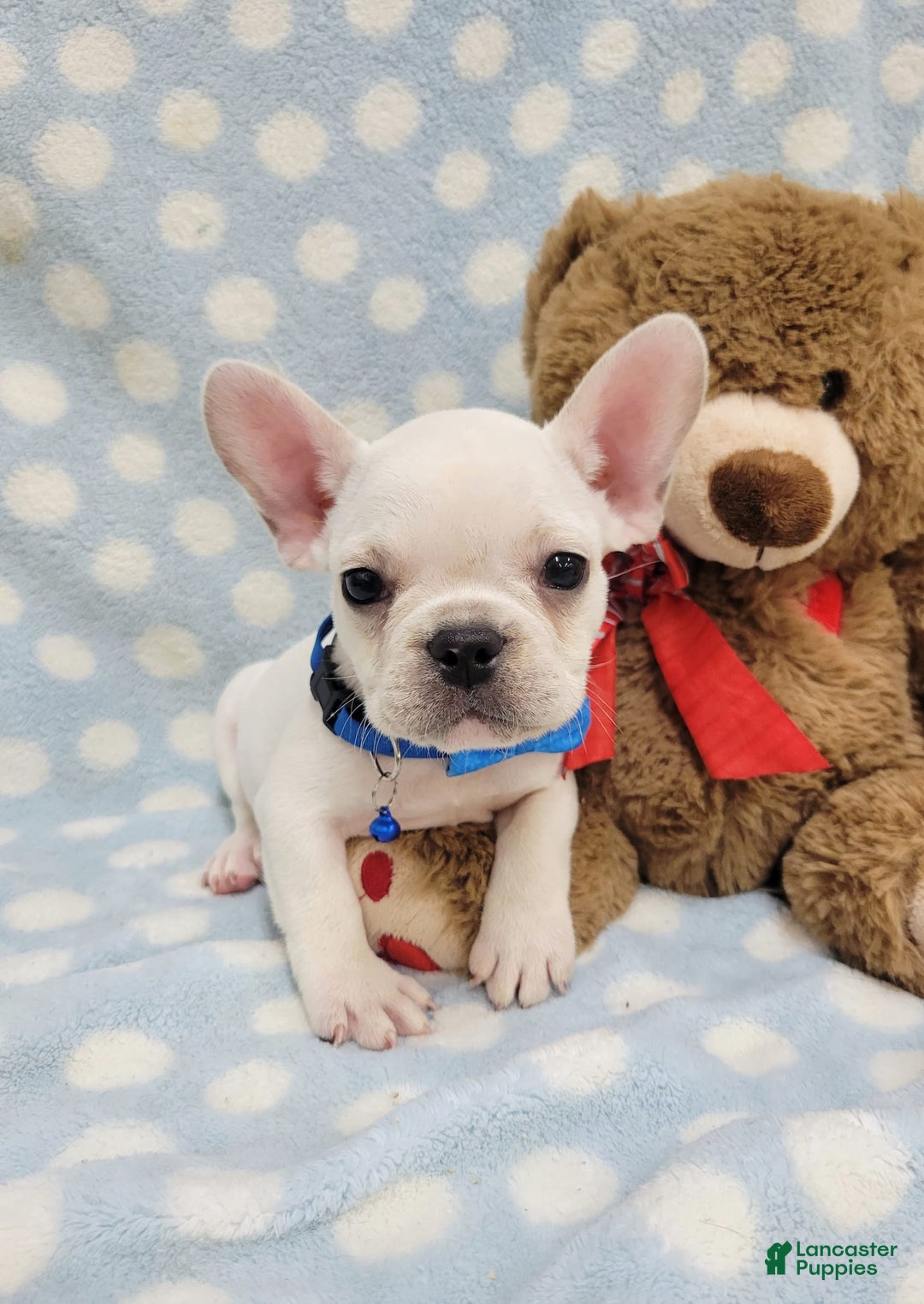 French Bulldog dogs for sale: Fido - Image 6