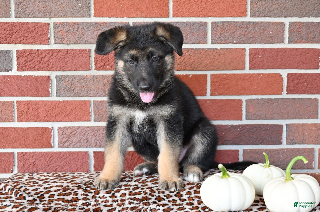German Shepherd dogs for sale: Austin - Image 2