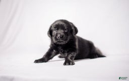 Goldador dogs for sale: Pink - Image 9
