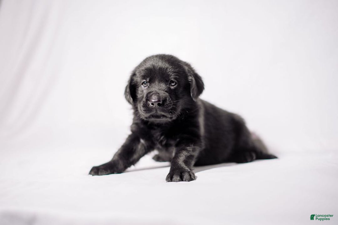 Goldador dogs for sale: Pink - Image 9