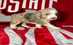 Mini Aussiedoodle dogs for sale: Sunny - Image 9