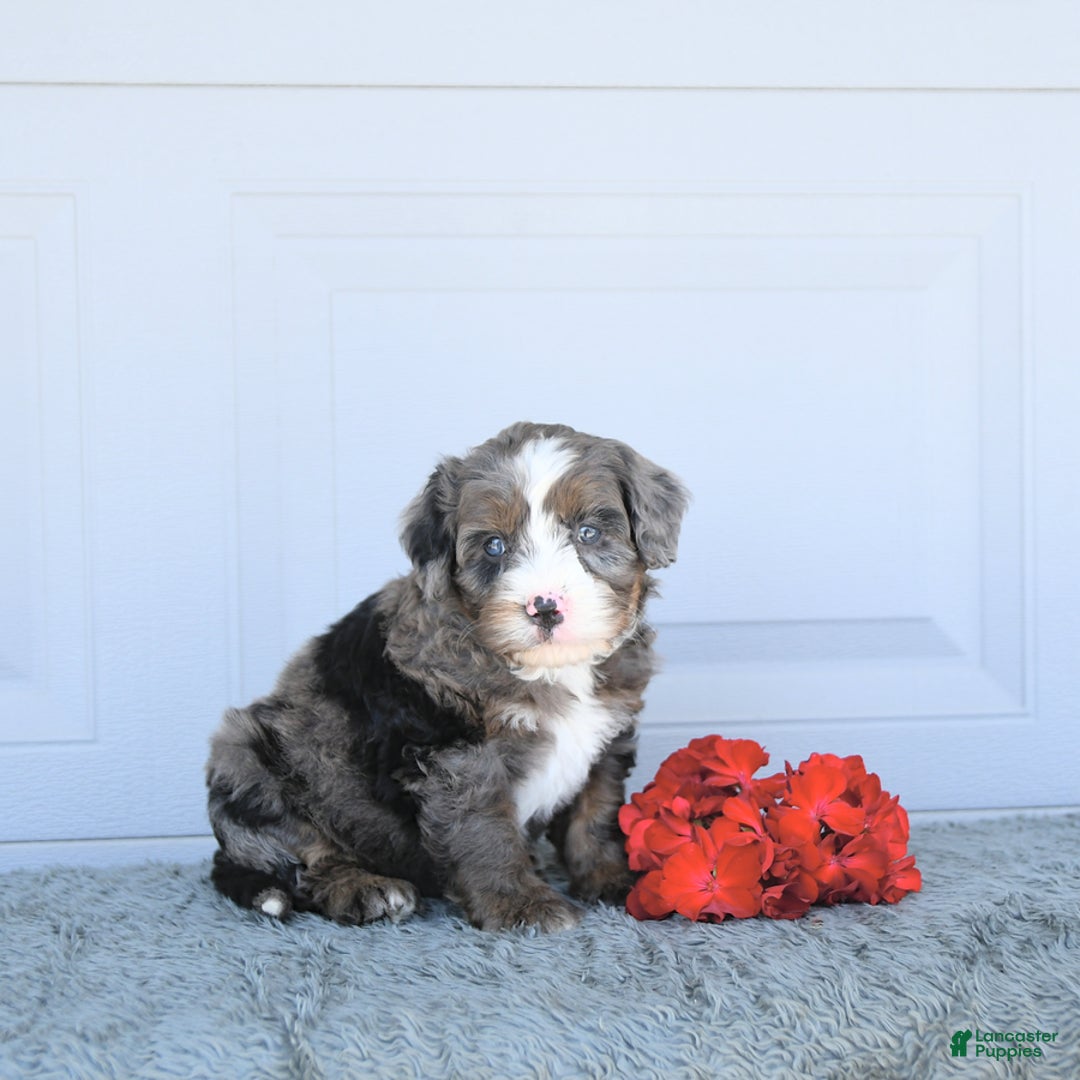Miniature Bernese Mountain Dog dogs for sale: Vince - Image 2