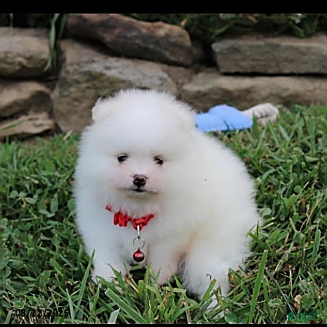 Pomeranian dogs for sale: Kaden - Image 15