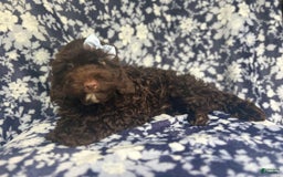 Cockapoo dogs for sale: Birdie - Image 9