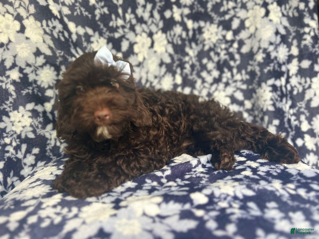 Cockapoo dogs for sale: Birdie - Image 9