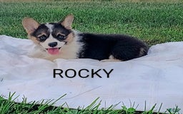 Welsh Corgi Pembroke dogs for sale: Rocky - Image 3