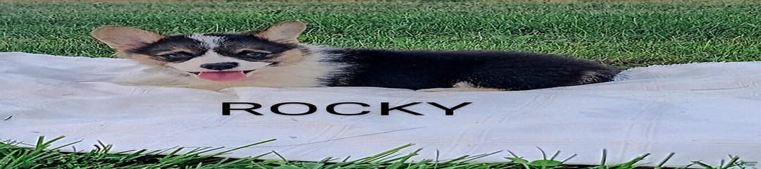 Rocky