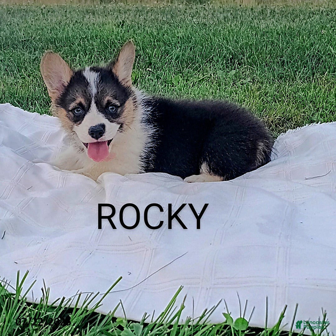 Welsh Corgi Pembroke dogs for sale: Rocky - Image 3