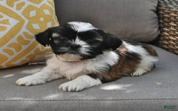 Shih Tzu dogs for sale: Bogart - Image 2