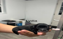 Chihuahua dogs for sale: Lydia - Image 6