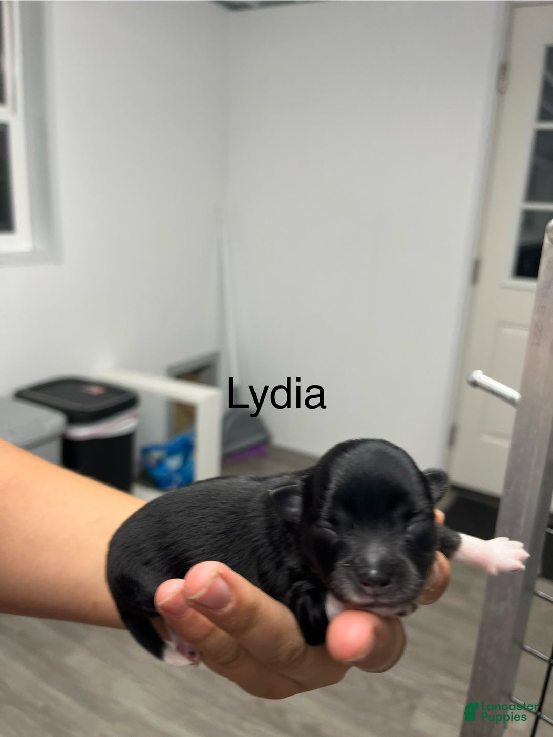 Chihuahua dogs for sale: Lydia - Image 6