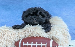 Shihpoo dogs for sale: Kia - Image 21