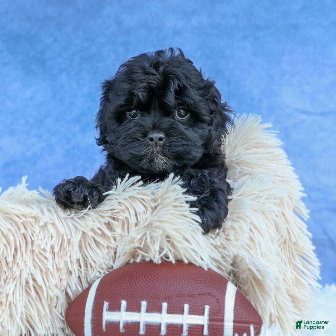 Shihpoo dogs for sale: Kia - Image 21