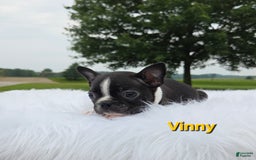 Boston Terrier dogs for sale: Vinny - Image 2